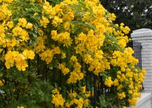 Clusters of bright-yellow blooms cascade over an iron and brick fence.