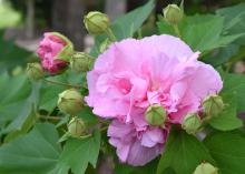 A ruffled, pink bloom rests among green foliage.