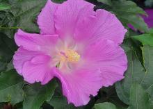 A single, pink flower blooms with wide-open petals.