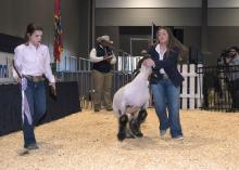 Two young women display a lamb in a show ring.
