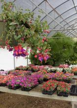 Trays of blooms set on tables in a greenhouse.