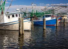shrimp boats in the dock