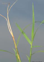 Close-up image of a yellowed grass shoot and a green shoot.