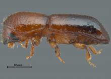 Close-up image of a tiny, brown beetle.