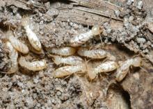 Individual termites are seen among wood particles.