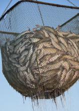 A basket containing dozens of large, gray fish is lifted into the sky.
