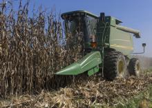 A combine harvests corn.