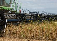 Farm machinery moves through a row of dry crops.