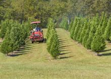 A man on a tractor drives through Christmas trees.