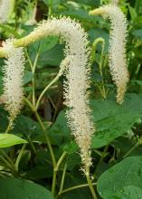 A plant with three white blooms shaped like sea horses.