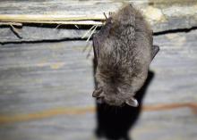 A Southeastern myotis bat roosts in a culvert. 