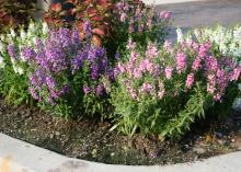 Pink, white or purple flowers bloom on spikes.