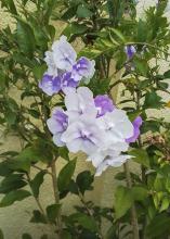 White and purple flowers bloom on a bush.