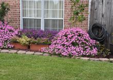 Two mounds of pink flowers stand out in front of a house.