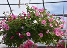 White and pink flowers cover a hanging basket.