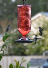 Three hummingbirds gather at a red feeder.