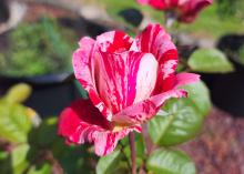 A close-up of a pink and white rose.