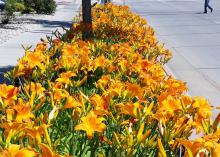 Yellow-orange blooms fill the space between a sidewalk and road.