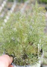 A small potted plant has airy foliage.