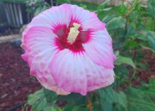 A single pink bloom has a red center.