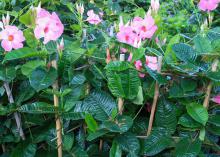 Light-pink blooms cover a row of staked plants.