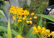 Yellow flowers bloom atop grassy plants.