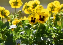 Yellow flowers with dark centers stand above foliage.