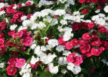 Small, red and white blooms cover a plant.