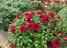 Red blooms and buds cover a plant.