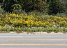 Clumps of yellow flowers line a roadside.