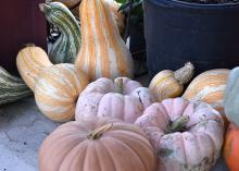 Pumpkins on display are in various sizes and colors, including striped.
