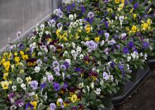 A tray is filled with plants with dozens of yellow, blue and white blooms.