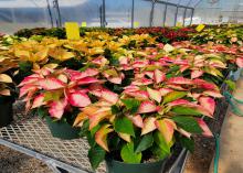 Colorful poinsettias have marbled leaves.
