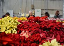 People are visible behind rows of red poinsettias.