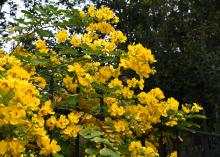 Massive clusters of yellow flowers cause stems to arch downward.