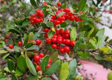 A cluster of red berries is surrounded by green leaves.