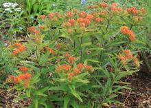 Clusters of tiny orange blooms top a tall-stemmed plant.