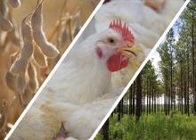 A photo montage displays soybeans, a chicken and trees.