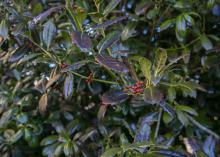 Green leaves with berries have blackened areas.