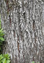 A large tree trunk has short vertical cracks.