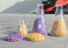 Orange and purple corn kernels fill four glass containers.