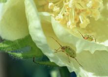 Two green insects rest inside a plant bloom.