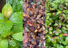 A collage of photos of hydrangeas, loropetalums and azaleas
