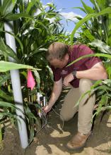 A man kneels in a row of corn to work with some pipes.