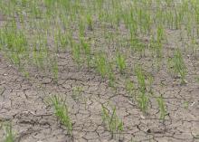 Young rice plants stand in a field.