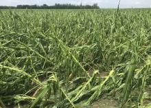  Corn plants snapped by hail and wind damage