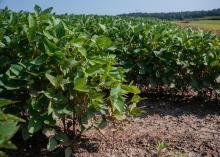 Lush soybean plants grow in rows.