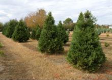 Christmas trees of various sizes stand at Worthey Tree Farm in Amory, Mississippi.