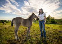 A woman stands in a field with a colt.