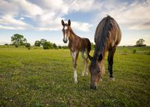 A mare and a foal graze in a field.